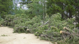 10903882_777184462357204_7360172608002381213_o