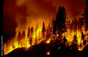 forestfire_labeled